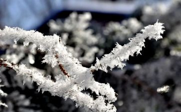 雪国读书心得体会8篇
