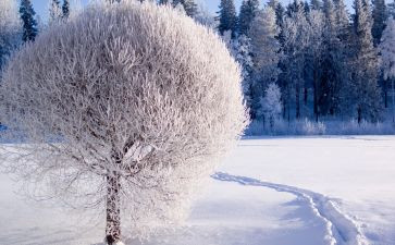 复仇的雪狼读后感7篇