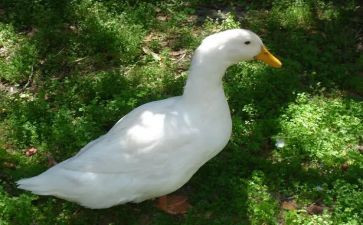 小班小鸭和小鸡教案5篇