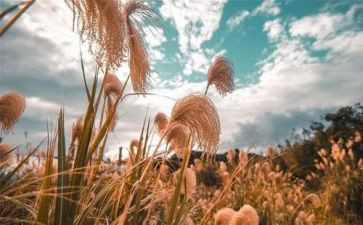义务教育之心得体会最新5篇