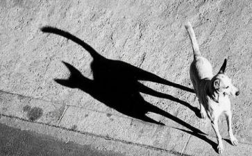 幼儿园《影子》教案通用8篇