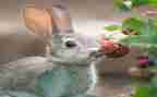 小学生有趣的梦作文8篇
