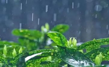 聆听雨的作文优质7篇