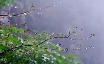 雨街的猫3读后感7篇