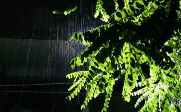 雨中的树心得体会8篇
