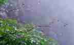 关于雨的诗的读后感5篇