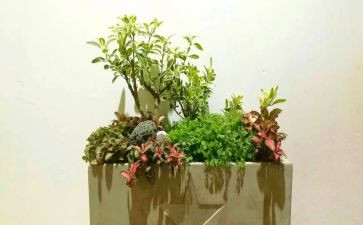 2024校园艺术节活动方案模板6篇
