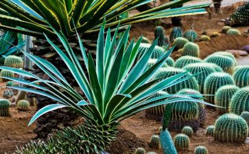 写植物作文400字7篇