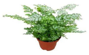 画植物的教案模板5篇