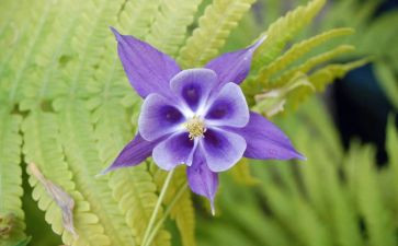 植物王国的作文6篇