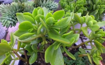 入植物社申请书5篇
