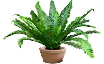 种植物的教案参考8篇