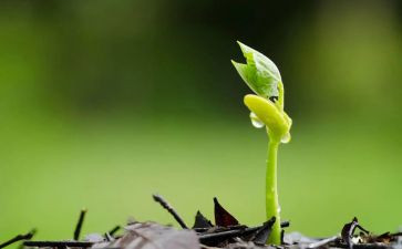 S版的种子的读后感参考5篇