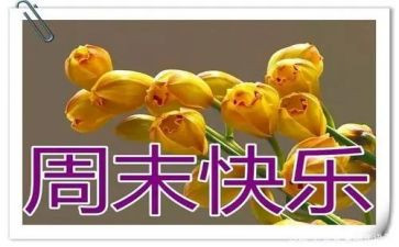 周末我快乐作文7篇