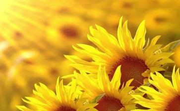 对梦想追求的作文7篇