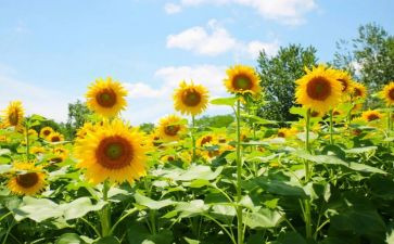 对梦想追求的作文推荐5篇