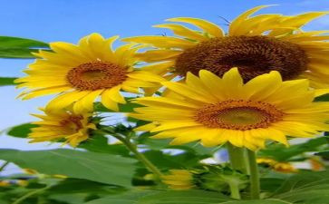 追求生命的作文7篇